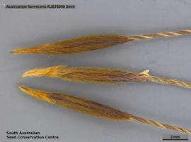   Florets:   Austrostipa flavescens ; Photo by South Australian Seed Conservation Centre, used with permission
